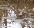 /album/photogallery/little-crake-marakissa-20022012-jpg/